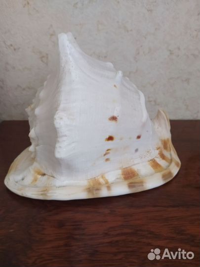 Морская раковина Касис