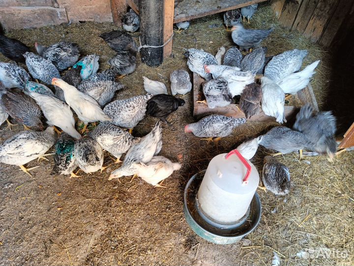Куры молодки несушки петушки домашний вывод
