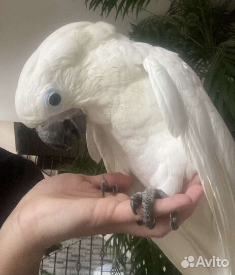 Птенцы выкормыши какаду