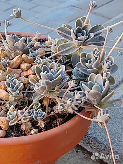 Оростахис Иверенге