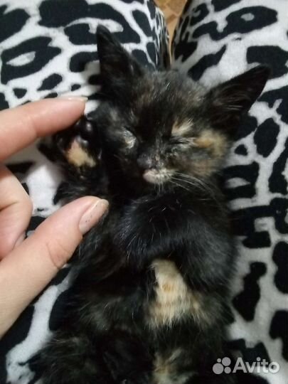 Кошка в дар бесплатно