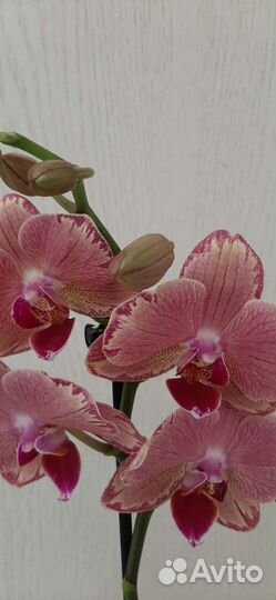 Орхидея фаленопсис Пират Пикоти