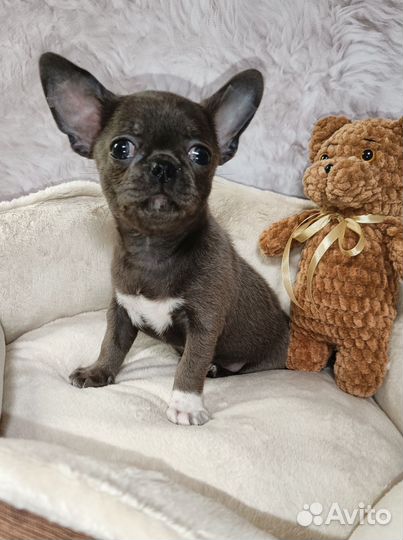 Чихуахуа мальчик