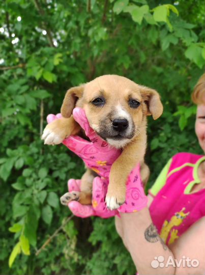 Щенок девочка
