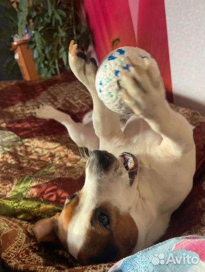 Вязка Джек Рассел терьер