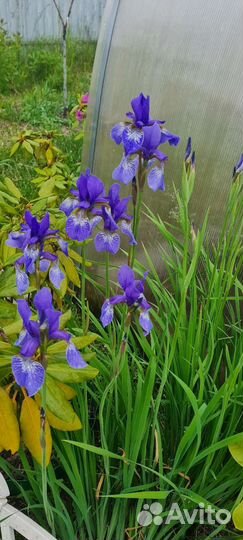Ирисы