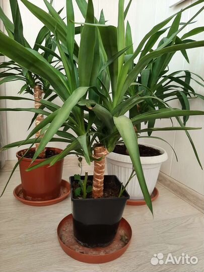 Юкка комнатная разные