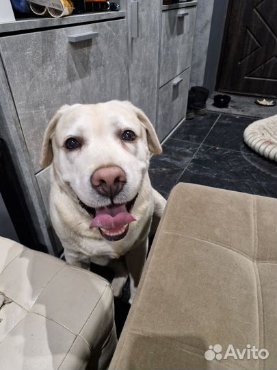 Найден лабрадор