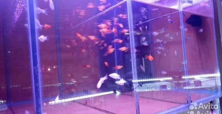 Аквариумные рыбки и растения в магазине м.Беляево