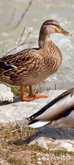 Утки подсадные