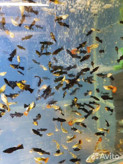 Аквариумные рыбки