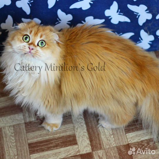 Шотландские вислоухие кошечки