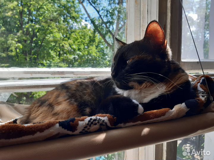 Кошка в дар