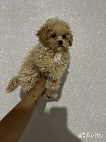 Мальтипу ф1 шикарный мальчик Premium Lux Корея