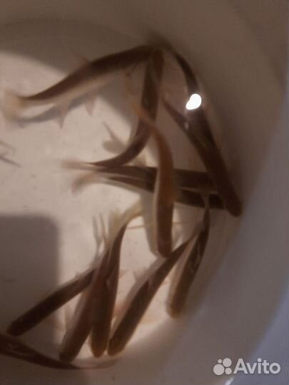 Продажа живцов