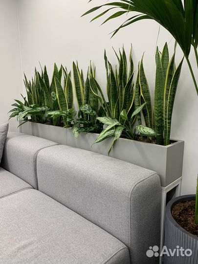 Большие растения для озеленения