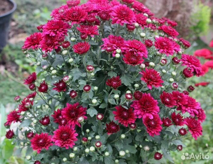 Хризантемы