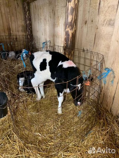 Телята бычки и телочки