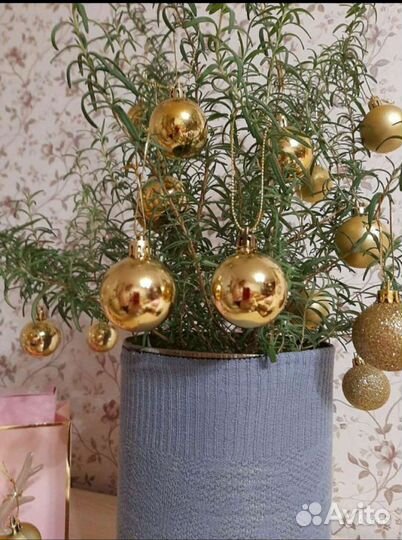 Розмарин - живая 