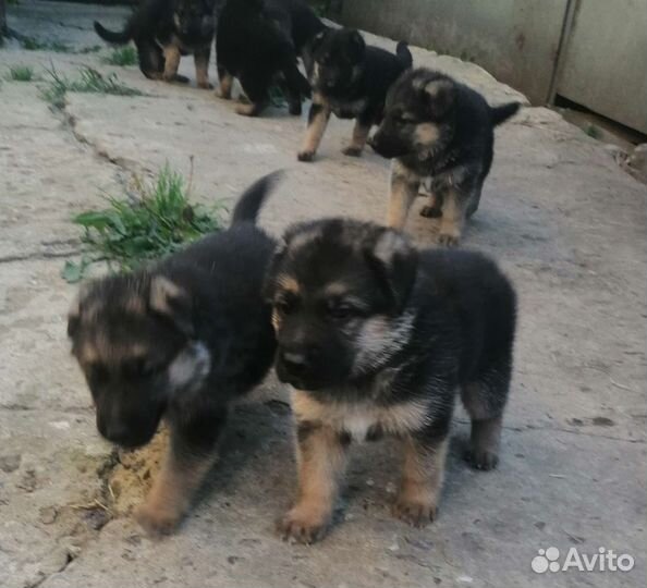 Щенки немецкой овчарки