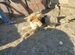 Собаки с затопленного Усть-Ишима