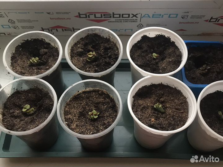 Денежное дерево