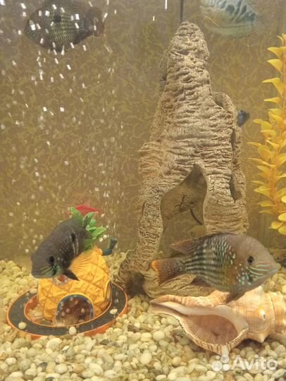 Акара бирюзовая