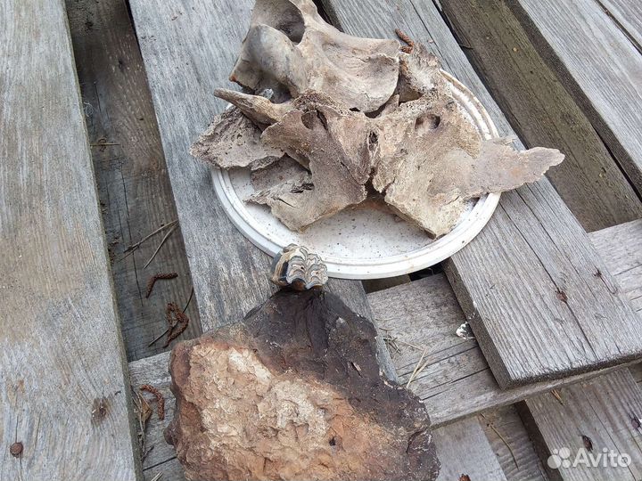 Останки плейстоценовой лошади, зуб и окаменелость