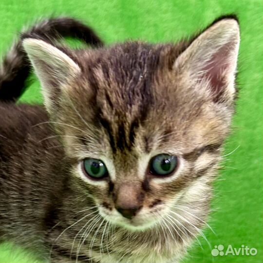 Котёнок девочка в добрые руки