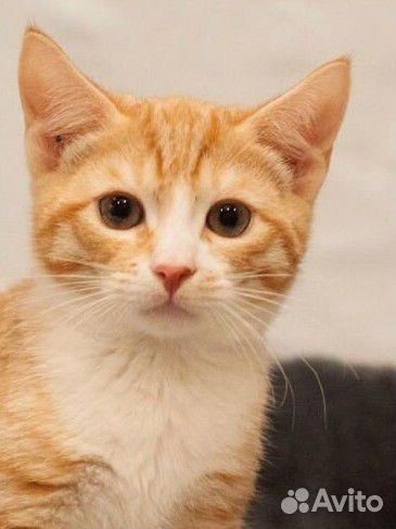 Кроха Лëвик в поисках дома