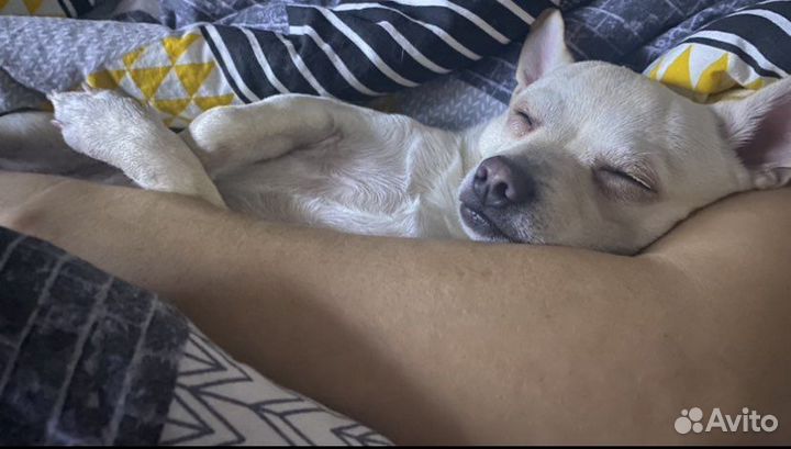 Вязка собак чихуахуа