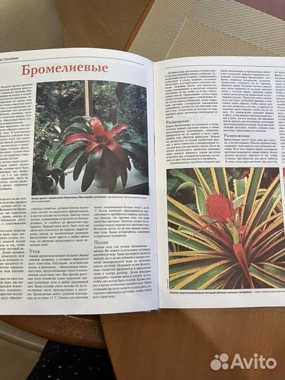 Книга цветы о домашних цветах