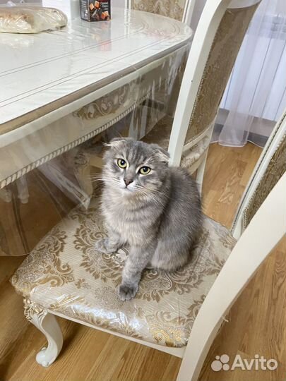 Сибирская кошка