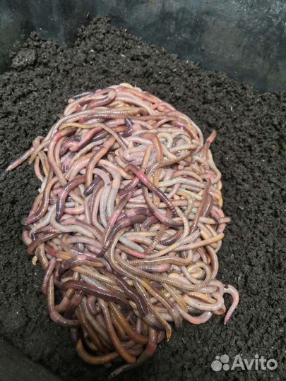 Черви для рыбалки