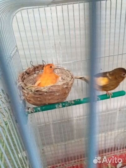 Канарейки,амадины.рисовки,волнистые попугаи