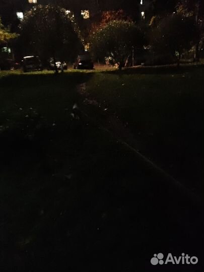 Домашние животные