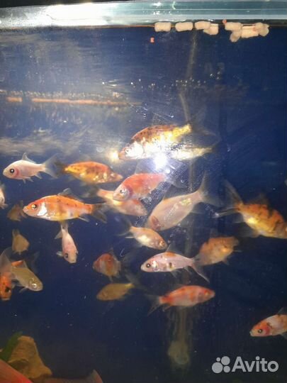 Рыба комета