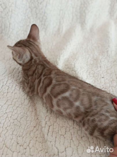 Бенгальский котенок