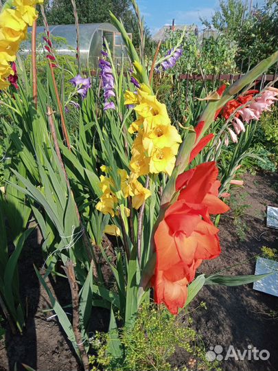 Гладиолусы луковицы