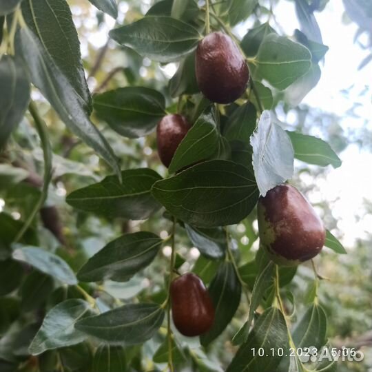 Саженцы зизифуса