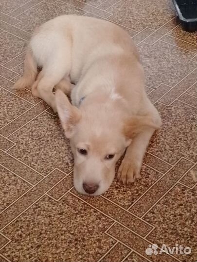 Щенки лабрадора