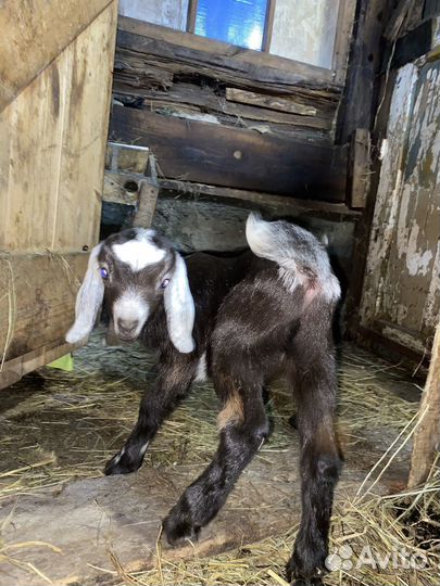 Козы нубийские, камори