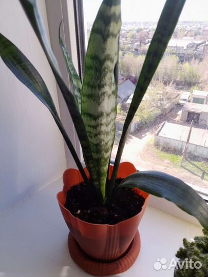 Сансевиерия