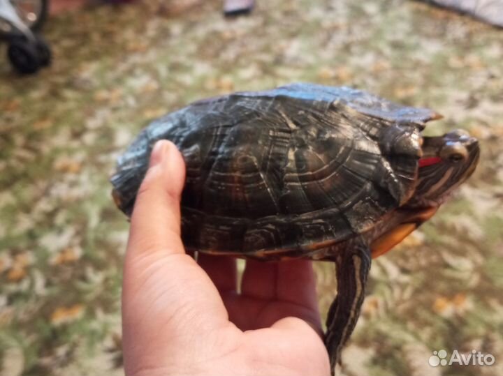 Красноухая черепаха бесплатно