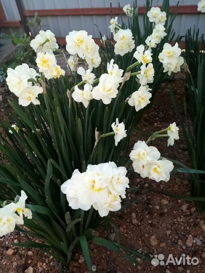 Луковицы нарциссов
