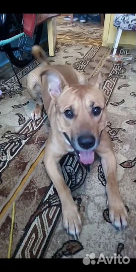 Передержка животных(коты, собаки, грызуны, птицы)