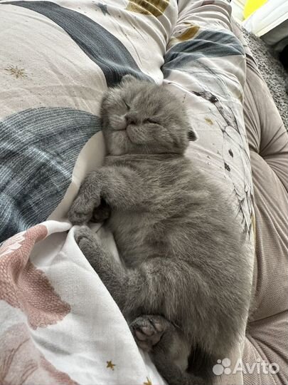 Котята британцы