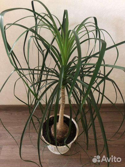 Нолина (бокарнея)