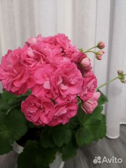 Пеларгония герань 7 сортов