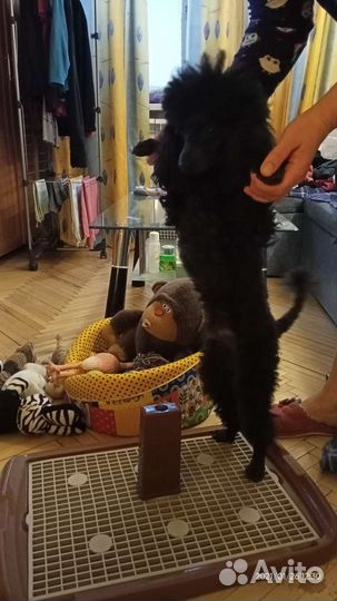 Туалет лоток для маленькой собаки